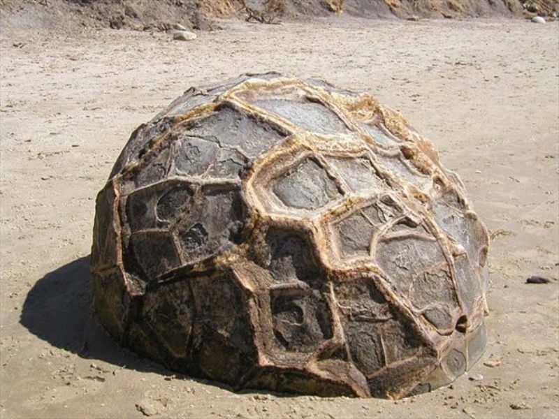 Oggetto non identificato : roccia/fossile? - probabile concrezione (cogolo)
